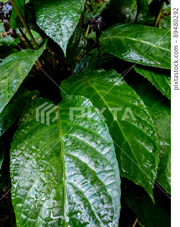 Congo fig Dorstenia Elata Glossy and dark green leaf surface of rainforest plants Congo fig Dorstenia Elata Glossy and dark green leaf surface of rainforest plants 89480292