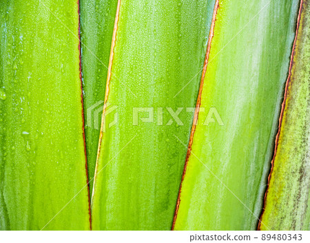 Texture on body of traveler's palm, Ravenala banana 89480343