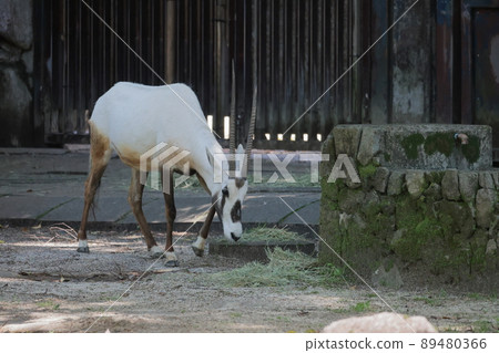 Arabian Orix 89480366