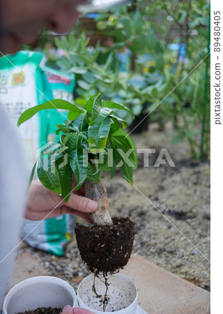 觀葉植物“Pachira”的補種工作 89480405