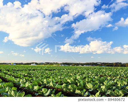 Winter field 89480672