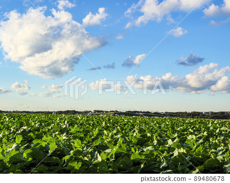 Winter field 89480678