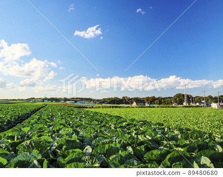 Winter field 89480680