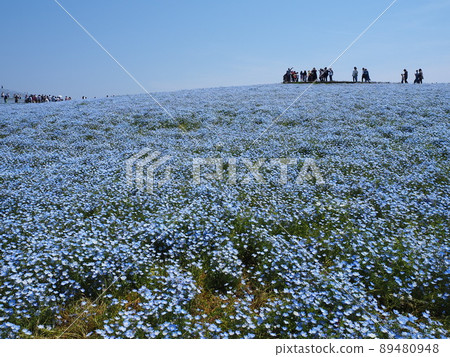 State-run Hitachi Beach Resort Nemophila State-run Hitachi Beach Resort Nemophila 89480948