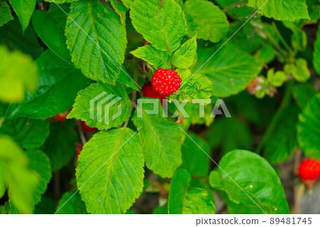在春天的山里狩獵野草莓 圖庫照片 在春天的山里狩獵野草莓 圖庫照片 89481745