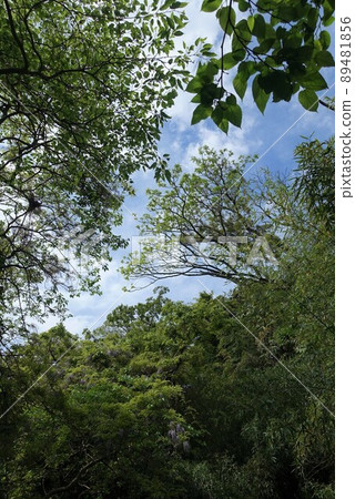Looking up at the fresh green forest against the backdrop of the blue sky and white clouds 89481856