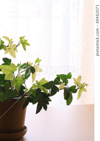 Ivy Ivy 89482071