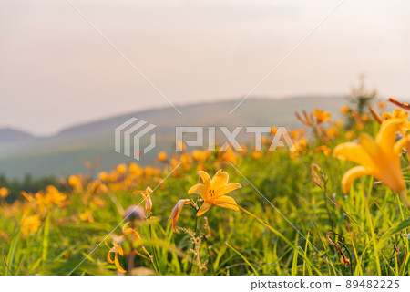 (長野縣)Nikko Kisoge Blooms,夏季Kirigamine (長野縣)Nikko Kisoge Blooms,夏季Kirigamine 89482225