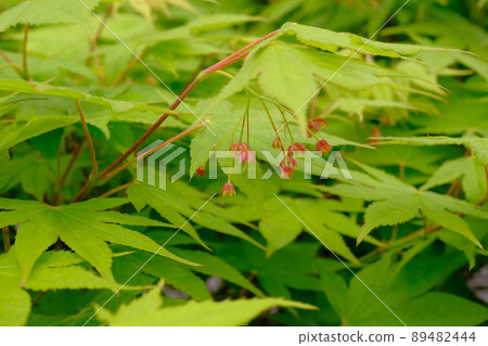 Iohamomoji之花 89482444