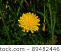 Up of the dandelion 89482446