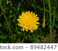 Up of the dandelion 89482447
