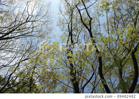 Fresh green zelkova that stands against the background of the blue sky Fresh green zelkova that stands against the background of the blue sky 89482482