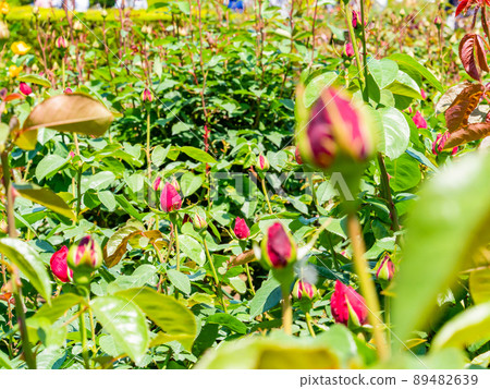 Spring scenery Many rose buds that I can't wait to bloom Spring scenery Many rose buds that I can't wait to bloom 89482639