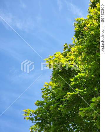青葉和秋葉藍天 青葉和秋葉藍天 89482809