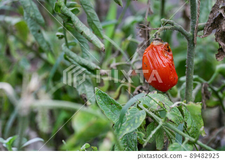 Fungal diseases of tomatoes Late blight is one of the most dangerous diseases Fungal diseases of tomatoes Late blight is one of the most dangerous diseases 89482925