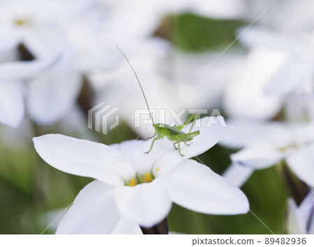 Tettigonia orientalis 的幼蟲在 Ipheion uniflora _ 陰影側 1 的花朵上保持長長的觸覺 89482936