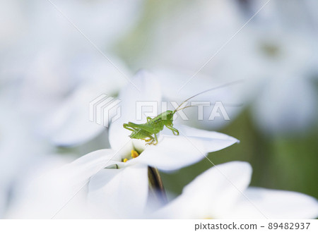 Tettigonia orientalis 幼蟲在 Ipheion uniflora 花上觀察周圍環境，長觸角朝前 _ Hinata Yoko 1 89482937