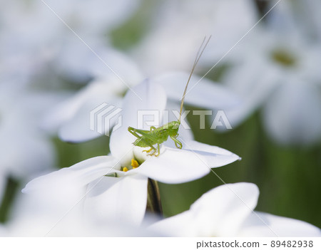 Tettigonia orientalis 的幼蟲在長觸角的 Hananira 花上守衛著周圍環境_Hinata Yoko 1 89482938