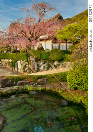 哭泣的櫻桃樹和池塘里的鯉魚 89482973