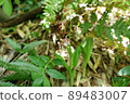 A strain of wild calanthe discolor that blooms in the forest 89483007