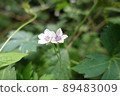 Two flowers of Geranium thunbergii that bloom in the wild 89483009
