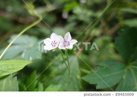 Two flowers of Geranium thunbergii that bloom in the wild 89483009