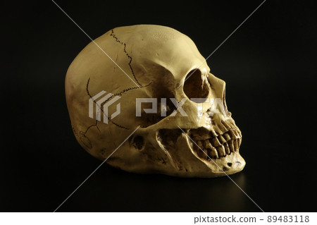 頭骨，頭骨，側身（簡單的黑色背景） 89483118