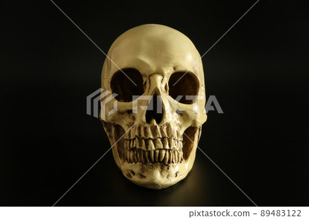 Skull / Skull / Front 2(簡單的黑色背景) Skull / Skull / Front 2(簡單的黑色背景) 89483122
