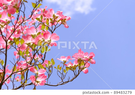 Hanamizuki blooming against the blue sky - Stock Photo [89483279