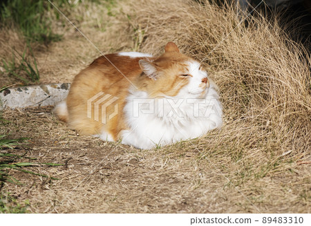 一隻棕白色的貓躺在地上，心情愉快地在早晨的陽光下曬日光浴_Sunny side 1 89483310