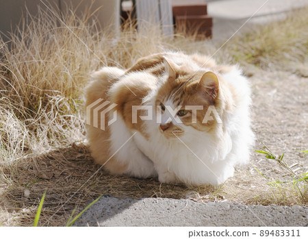 A brown-white cat glaring in the distance, bending over and bathing in the morning sun_Sunny side 1 A brown-white cat glaring in the distance, bending over and bathing in the morning sun_Sunny side 1 89483311