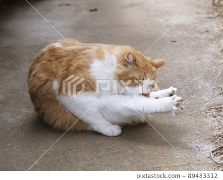 Brown-white cat with both hind legs stretched forward and groomed _ sunny shade side 1 Brown-white cat with both hind legs stretched forward and groomed _ sunny shade side 1 89483312