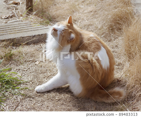 A brown-white cat scratching the back of his ears with his hind legs in the afternoon sun _ sunny side 1 A brown-white cat scratching the back of his ears with his hind legs in the afternoon sun _ sunny side 1 89483313