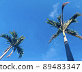 Blue sky and two palm trees 89483347