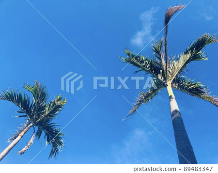 Blue sky and two palm trees Blue sky and two palm trees 89483347