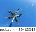 Blue sky and palm tree 89483348