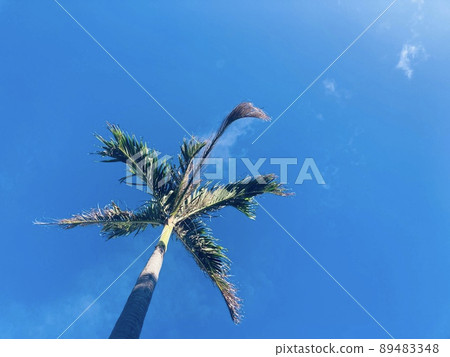 Blue sky and palm tree Blue sky and palm tree 89483348