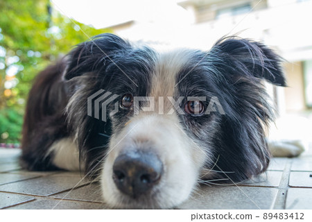 Border Collie 02 89483412