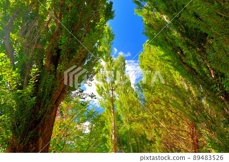 Hokkaido / Hokkaido University / Sapporo City, a row of poplar trees where you can easily enjoy a view that is typical of Hokkaido Hokkaido / Hokkaido University / Sapporo City, a row of poplar trees where you can easily enjoy a view that is typical of Hokkaido 89483526