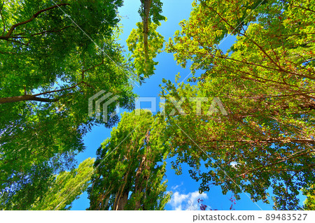 Hokkaido / Hokkaido University / Poplar avenue, looking up at a beautiful tree shape / Sapporo City Hokkaido / Hokkaido University / Poplar avenue, looking up at a beautiful tree shape / Sapporo City 89483527