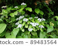 Wild Hydrangea hirta flowers 89483564
