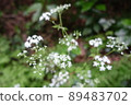 Valeriana flaccidus blooming in the forest 89483702