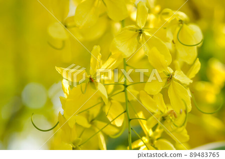 Cassia fistula ,LEGUMINOSAE CAESALPINIOIDEAE or   Pudding Pine or Indian Laburnum or Golden Shower 89483765