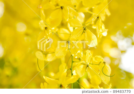 Cassia fistula ,LEGUMINOSAE CAESALPINIOIDEAE or   Pudding Pine or Indian Laburnum or Golden Shower 89483770