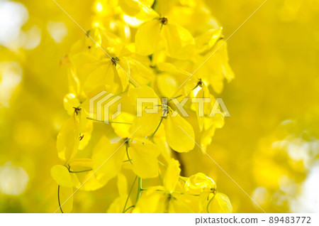 Cassia fistula ,LEGUMINOSAE CAESALPINIOIDEAE or   Pudding Pine or Indian Laburnum or Golden Shower 89483772