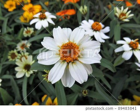 Ginia Linearis 89483841