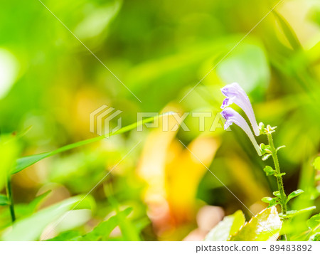 可愛的春天野花,在森林裡綻放的小野辰見莊 可愛的春天野花,在森林裡綻放的小野辰見莊 89483892