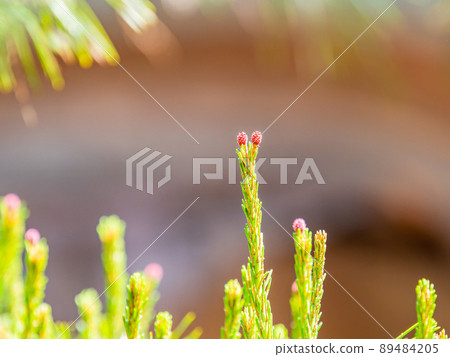Sprouts of pine trees that have grown steadily Sprouts of pine trees that have grown steadily 89484205