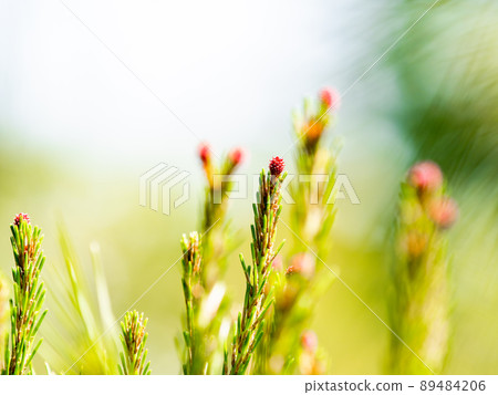 Sprouts of pine trees that have grown steadily Sprouts of pine trees that have grown steadily 89484206