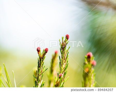Sprouts of pine trees that have grown steadily Sprouts of pine trees that have grown steadily 89484207